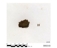 藏品(卷葉濕地苔)的圖片